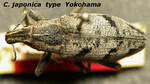 Female