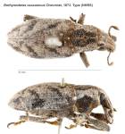 Female