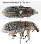 Female