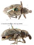 Female