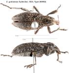 Female