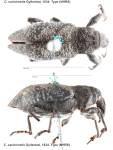 Female