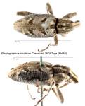 Female