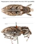 Female