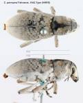 Female