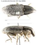Female