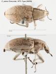 Female