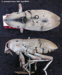 Female