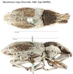 Female