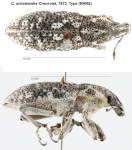 Female