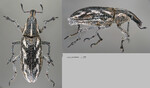 Female