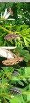 Biotope