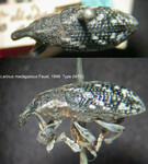 Female
