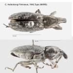 Female