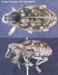 Female