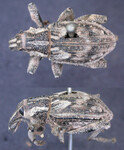 Female