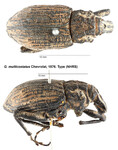 Female