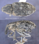 Female