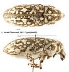 Female