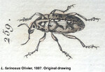 Female