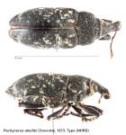 Female