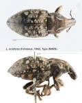 Female