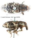 Female