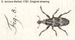 Female