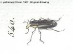 Female