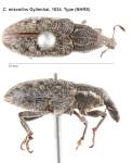Female