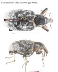 Female