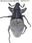 Female