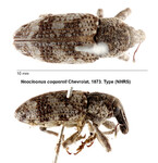 Female