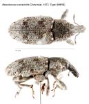Female