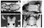 Habitus & Records