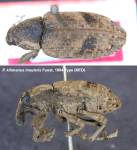 Female