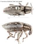Female