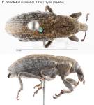 Female