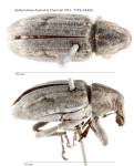Female