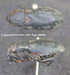 Female