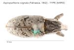 Female