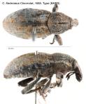 Female