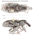 Female