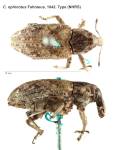 Female
