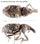 Female