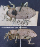 Female