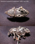 Female