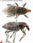 Female