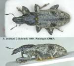 Female