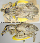 Female